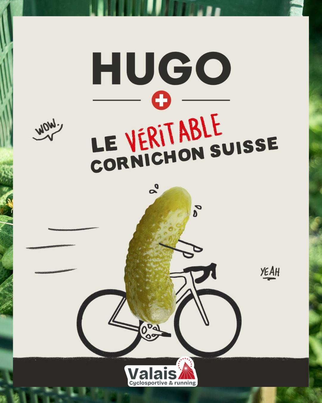 🤝 Bienvenue à @hugoreitzel partenaire officiel de l'épreuve qui vous réserve de nombreuses surprises... avec notamment un produit dans le sac de chaque participant 😋🥒 

𝘘𝘶𝘪 𝘰𝘴𝘦 𝘢𝘧𝘧𝘪𝘤𝘩𝘦𝘳 𝘴𝘢 𝘴𝘶𝘪𝘴𝘴𝘪𝘵𝘶𝘥𝘦 𝘴𝘢𝘯𝘴 𝘴𝘦 𝘱𝘳𝘦𝘯𝘥𝘳𝘦 𝘭𝘦 𝘤𝘰𝘳𝘯𝘪𝘤𝘩𝘰𝘯 ? 𝘊’𝘦𝘴𝘵 𝘏𝘜𝘎𝘖 !
𝘓𝘢 𝘴𝘦𝘶𝘭𝘦 𝘮𝘢𝘳𝘲𝘶𝘦 𝘥𝘦 𝘤𝘰𝘳𝘯𝘪𝘤𝘩𝘰𝘯𝘴 𝘲𝘶𝘪 𝘨𝘢𝘳𝘢𝘯𝘵𝘪𝘵 𝘥𝘶 𝘭𝘰𝘤𝘢𝘭 𝘥𝘢𝘯𝘴 𝘭𝘦 𝘣𝘰𝘤𝘢𝘭. 
 
𝘋𝘶 𝘴𝘦𝘮𝘪𝘴 𝘢̀ 𝘭𝘢 𝘤𝘶𝘦𝘪𝘭𝘭𝘦𝘵𝘵𝘦, 𝘱𝘰𝘶𝘳 𝘣𝘰𝘰𝘴𝘵𝘦𝘳 𝘧𝘰𝘯𝘥𝘶𝘦𝘴 𝘦𝘵 𝘳𝘢𝘤𝘭𝘦𝘵𝘵𝘦𝘴, 𝘯𝘰𝘴 𝘱𝘢𝘳𝘵𝘦𝘯𝘢𝘪𝘳𝘦𝘴 𝘢𝘨𝘳𝘪𝘤𝘰𝘭𝘦𝘴 𝘴𝘰𝘯𝘵 𝘢𝘶𝘹 𝘱𝘦𝘵𝘪𝘵𝘴 𝘰𝘪𝘨𝘯𝘰𝘯𝘴 𝘵𝘰𝘶𝘵𝘦 𝘭'𝘢𝘯𝘯𝘦́𝘦 𝘱𝘰𝘶𝘳 𝘳𝘦́𝘤𝘰𝘭𝘵𝘦𝘳 𝘷𝘰𝘴 𝘮𝘦𝘪𝘭𝘭𝘦𝘶𝘳𝘴 𝘱𝘪𝘤𝘬𝘭𝘦𝘴 𝘥𝘦 𝘴𝘢𝘪𝘴𝘰𝘯 𝘦𝘵 𝘥𝘦 𝘭𝘢 𝘳𝘦́𝘨𝘪𝘰𝘯 !
 
𝘋𝘢𝘯𝘴 𝘭𝘦 𝘴𝘪𝘭𝘭𝘢𝘨𝘦 𝘥𝘦 𝘯𝘰𝘵𝘳𝘦 𝘱𝘪𝘤𝘬𝘭𝘦 𝘧𝘢𝘷𝘰𝘳𝘪, 𝘏𝘜𝘎𝘖 𝘢 𝘧𝘢𝘪𝘵 𝘥𝘦𝘴 𝘱𝘦𝘵𝘪𝘵𝘴 : 𝘮𝘢𝘺𝘰𝘯𝘯𝘢𝘪𝘴𝘦 𝘢𝘶𝘹 œ𝘶𝘧𝘴 𝘥’𝘦́𝘭𝘦𝘷𝘢𝘨𝘦 𝘦𝘯 𝘱𝘭𝘦𝘪𝘯 𝘢𝘪𝘳, 𝘮𝘰𝘶𝘵𝘢𝘳𝘥𝘦 𝘢𝘶𝘹 𝘨𝘳𝘢𝘪𝘯𝘦𝘴 𝘥𝘦 𝘭𝘢 𝘳𝘦́𝘨𝘪𝘰𝘯, 𝘬𝘦𝘵𝘤𝘩𝘶𝘱 𝘢𝘶𝘹 𝘵𝘰𝘮𝘢𝘵𝘦𝘴 𝘴𝘶𝘪𝘴𝘴𝘦𝘴… 𝘦𝘵 𝘣𝘪𝘦𝘯 𝘥’𝘢𝘶𝘵𝘳𝘦𝘴 !
 
𝘗𝘢𝘳𝘤𝘦 𝘲𝘶𝘦 𝘭𝘦 𝘤𝘩𝘢𝘮𝘱 𝘥’𝘢̀ 𝘤𝘰̂𝘵𝘦́ 𝘦𝘴𝘵 𝘳𝘦́𝘦𝘭𝘭𝘦𝘮𝘦𝘯𝘵 𝘱𝘭𝘶𝘴 𝘷𝘦𝘳𝘵 𝘲𝘶’𝘢̀ 𝘭’𝘢𝘶𝘵𝘳𝘦 𝘣𝘰𝘶𝘵 𝘥𝘦 𝘭𝘢 𝘛𝘦𝘳𝘳𝘦.

𝐈𝐧𝐟𝐨𝐫𝐦𝐚𝐭𝐢𝐨𝐧𝐬 & 𝐢𝐧𝐬𝐜𝐫𝐢𝐩𝐭𝐢𝐨𝐧𝐬 ⤵️
✍️ https://cyclosportive-valais.ch

#CyclosportiveValais #Valais2026 #Cyclosportive #Cyclisme #Running #CourseÀPied #Sion #Valais #Suisse #Granfondo #RideInSwitzerland #RunningSuisse #RunInSion #RunValais #EKOI #SMH #CLSO